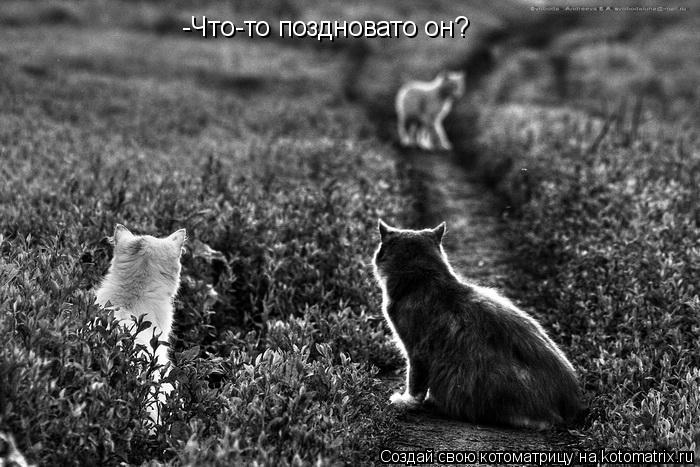 Котоматрица: -Что-то поздновато он?