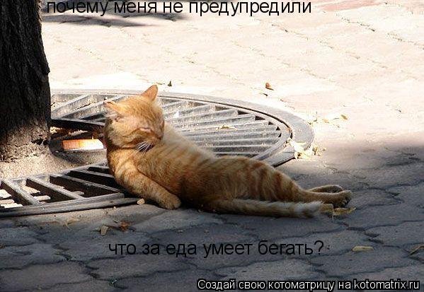 Котоматрица: почему меня не предупредили что за еда умеет бегать?