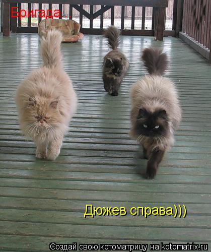 Котоматрица: Бригада... Дюжев справа)))