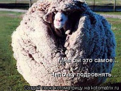 Котоматрица: Мне бы это самое...  Челочку подровнять...