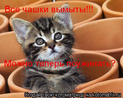 Все чашки вымыты!!! Можно теперь поужинать?... Котоматрица: Все чашки вымыты!!! Можно теперь поужинать?