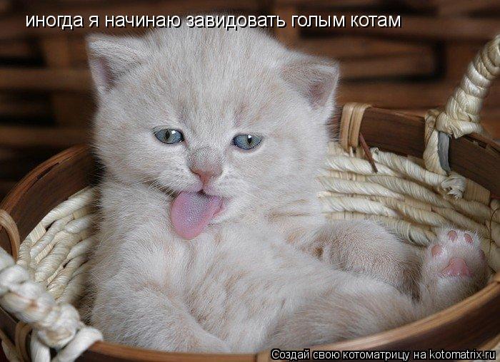 Котоматрица: иногда я начинаю завидовать голым котам