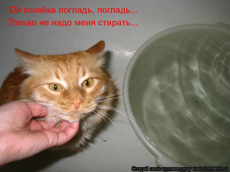 Ой хозяйка погладь, погладь... Только не надо меня стирать...... Котоматрица: Ой хозяйка погладь, погладь... Только не надо меня стирать...