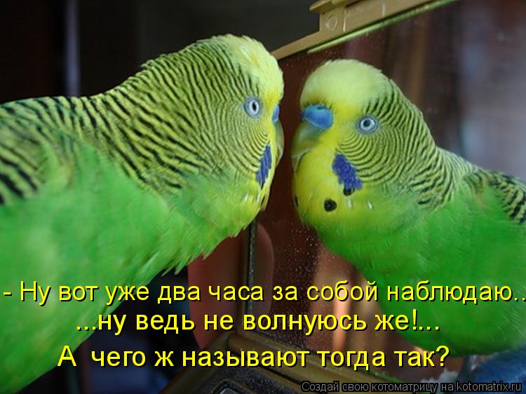 ...ну ведь не волнуюсь же!... - Ну вот уже два часа за собой наблюдаю... А чего ж называют тогда так... Котоматрица: ...ну ведь не волнуюсь же!... - Ну вот уже два часа за собой наблюдаю... А чего ж называют тогда так?