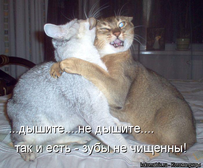 ...дышите....не дышите.... так и есть - зубы не чищенны!... Котоматрица: ...дышите....не дышите.... так и есть - зубы не чищенны!