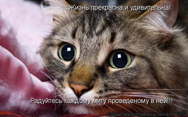 Жизнь прекрасна и удивительна! Радуйтесь каждому мигу проведеному в ней!!!... Котоматрица: Жизнь прекрасна и удивительна! Радуйтесь каждому мигу проведеному в ней!!!