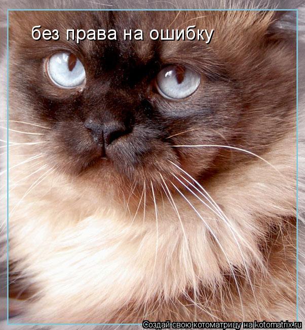 Котоматрица: без права на ошибку