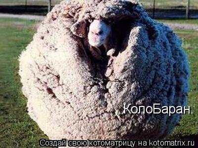 Котоматрица: КолоБаран.