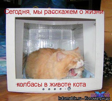 Котоматрица: Сегодня, мы расскажем о жизни колбасы в животе кота