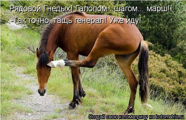 Котоматрица: Рядовой Гнедых! Галопом...шагом... марш!! -Так точно, тащь генерал! Уже иду!