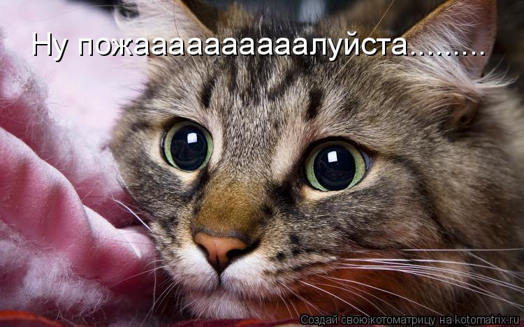 Котоматрица: Ну пожаааааааааалуйста.........