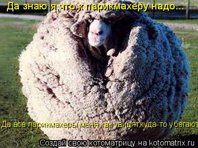 Котоматрица: Да знаю я,что к парикмахеру надо... Да все парикмахеры меня как увидят,куда-то убегают...