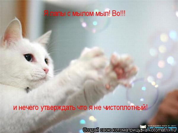 Котоматрица: Я лапы с мылом мыл! Во!!! и нечего утверждать что я не чистоплотный!