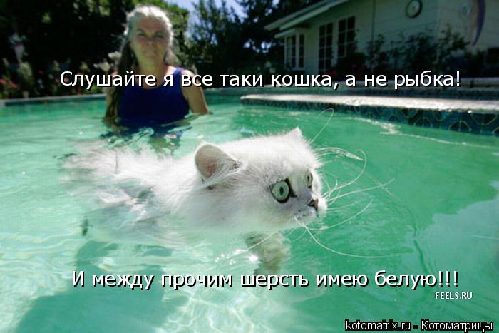 Котоматрица: Слушайте я все таки кошка, а не рыбка! И между прочим шерсть имею белую!!!