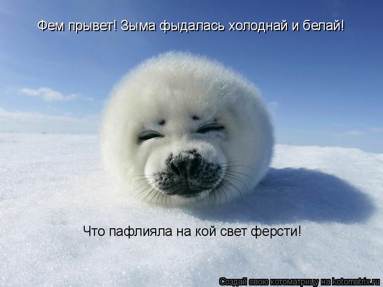 Котоматрица: Фем прывет! Зыма фыдалась холоднай и белай! Что пафлияла на кой свет ферсти!