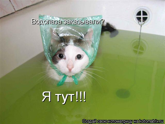 Котоматрица: Водолаза заказывали? Я тут!!!