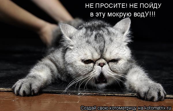 Котоматрица: НЕ ПРОСИТЕ! НЕ ПОЙДУ в эту мокрую водУ!!!
