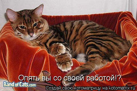 Котоматрица: Опять вы со своей работой!?