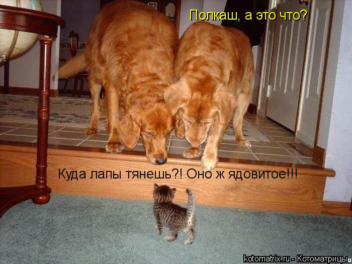 Котоматрица: Полкаш, а это что? Куда лапы тянешь?! Оно ж ядовитое!!!