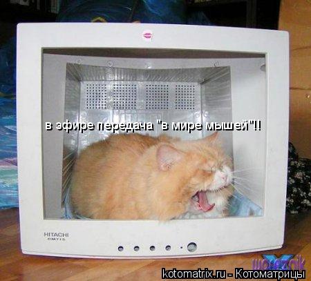 Котоматрица: в эфире передача "в мире мышей"!!