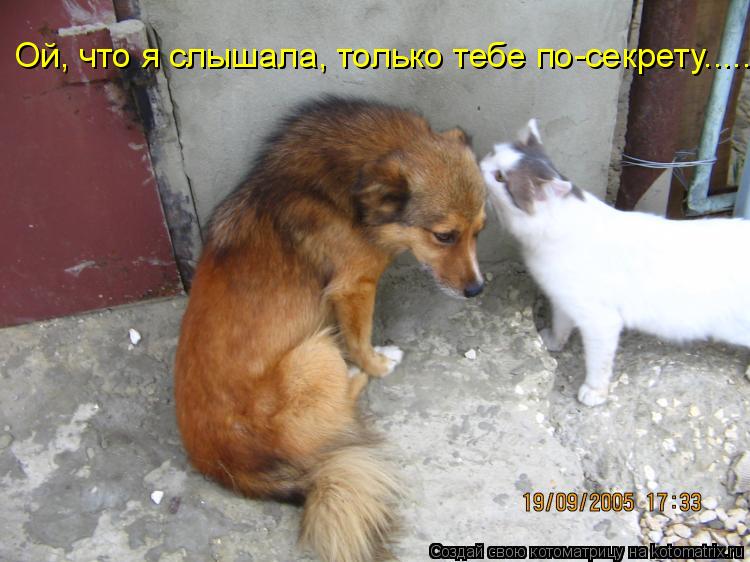 Котоматрица: Ой, что я слышала, только тебе по-секрету.....