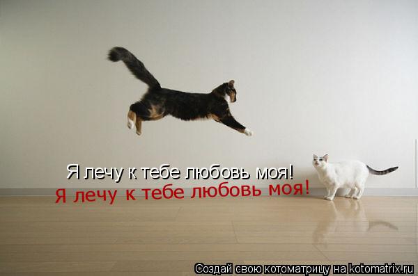 Котоматрица: Я лечу к тебе любовь моя! Я лечу к тебе любовь моя!