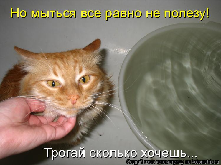 Котоматрица: Трогай сколько хочешь... Но мыться все равно не полезу!