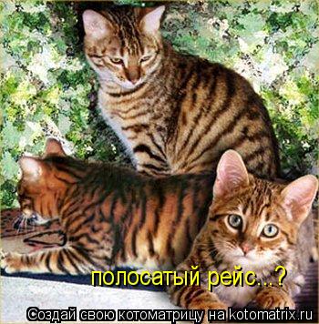 Котоматрица: полосатый рейс...?