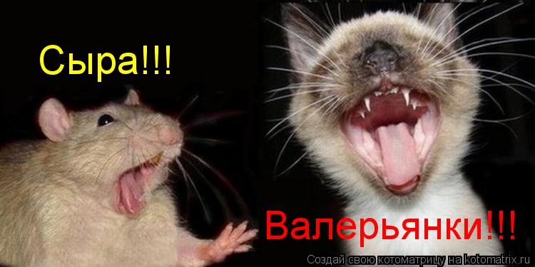 Котоматрица: Сыра!!! Валерьянки!!!