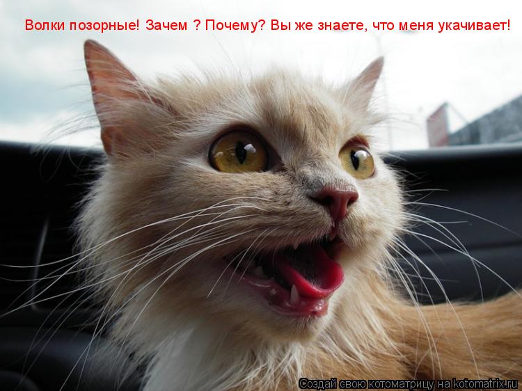 Котоматрица: Волки позорные! Зачем ? Почему? Вы же знаете, что меня укачивает! Волки позорные! Зачем ? Почему? Вы же знаете, что меня укачивает!