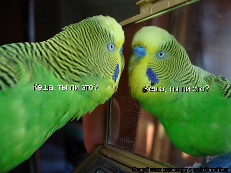 Котоматрица: Кеша, ты ли это? Кеша, ты ли это?
