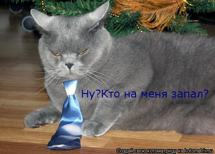 Котоматрица: Ну?Кто на меня запал?