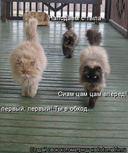 Котоматрица: первый, первый! Ты в обход.  Наподаем с тыла Сиам цам цам вперед!