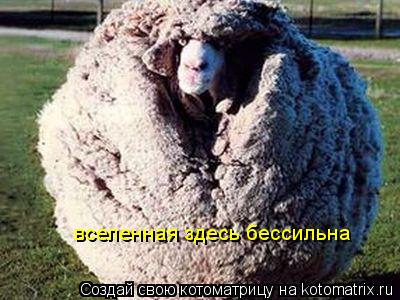 Котоматрица: вселенная здесь бессильна