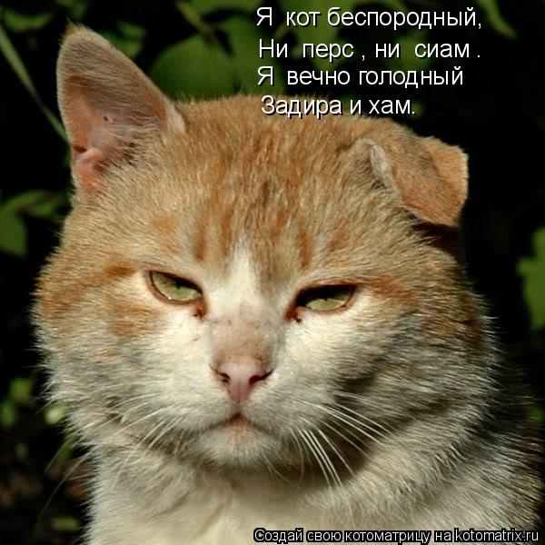 Котоматрица: Ни «перс», ни «сиам». Задира и хам. Я  вечно голодный Я  кот беспородный,