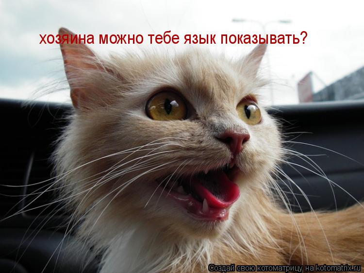 Котоматрица: хозяина можно тебе язык показывать?