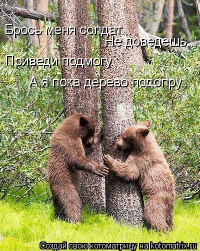 Котоматрица: Брось меня солдат...  Не доведешь... Приведи подмогу. А я пока дерево подопру...