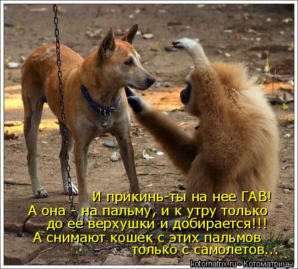 Котоматрица: И прикинь-ты на нее ГАВ! А она - на пальму, и к утру только до ее верхушки и добирается!!! А снимают кошек с этих пальмов  только с самолетов...