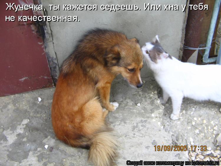 Котоматрица: Жучечка, ты кажется седеешь. Или хна у тебя  не качественная.