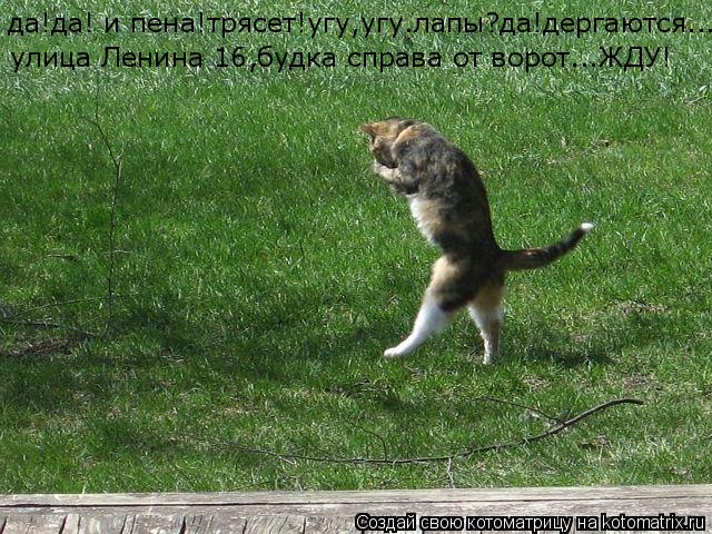 да!да! и пена!трясет!угу,угу.лапы?да!дергаются... улица Ленина 16,будка справа от ворот...ЖДУ!... Котоматрица: да!да! и пена!трясет!угу,угу.лапы?да!дергаются... улица Ленина 16,будка справа от ворот...ЖДУ!