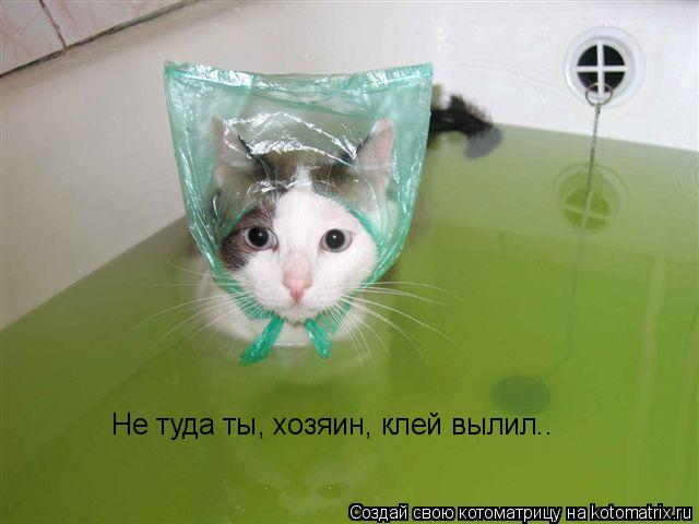 Котоматрица: Не туда ты, хозяин, клей вылил..