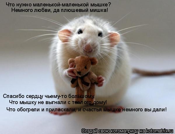 Котоматрица: Что нужно маленькой-маленькой мышке? Немного любви, да плюшевый мишка! Спасибо сердцу чьему-то большому, Что мышку не выгнали с теплого дому