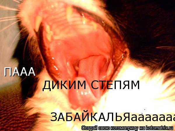 Котоматрица: ПААА ДИКИМ СТЕПЯМ ЗАБАЙКАЛЬЯааааааааааааа