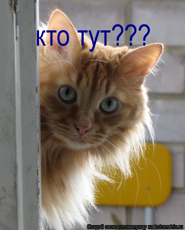 Котоматрица: кто тут???