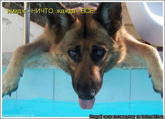 Котоматрица: имидж - НИЧТО, жажда - ВСЕ...