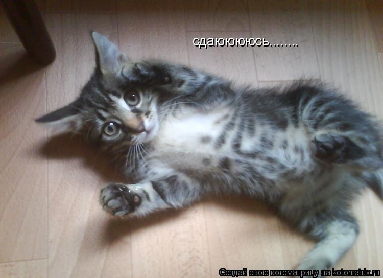 Котоматрица: сдаююююсь........