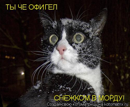 Котоматрица: ТЫ ЧЕ О ТЫ ЧЕ ОФИГЕЛ  СНЕЖКОМ В МОРДУ!