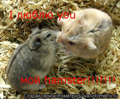 Котоматрица: I люблю you  мой hamster!!!!!!!