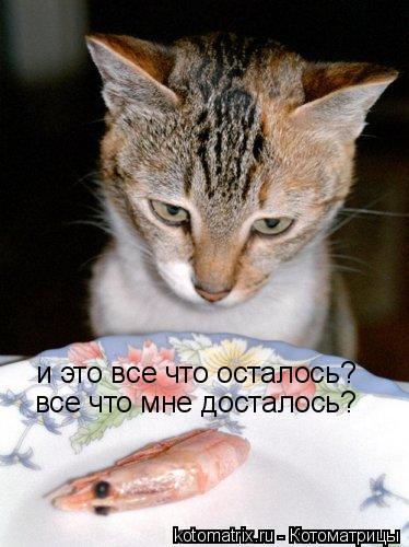 Котоматрица: и это все что осталось? все что мне досталось?