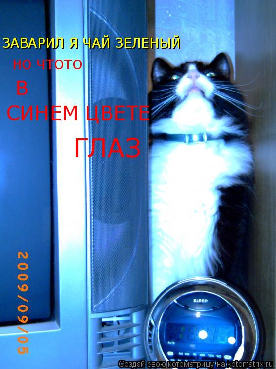 Котоматрица: ЗАВАРИЛ Я ЧАЙ ЗЕЛЕНЫЙ НО ЧТОТО В СИНЕМ ЦВЕТЕ ГЛАЗ